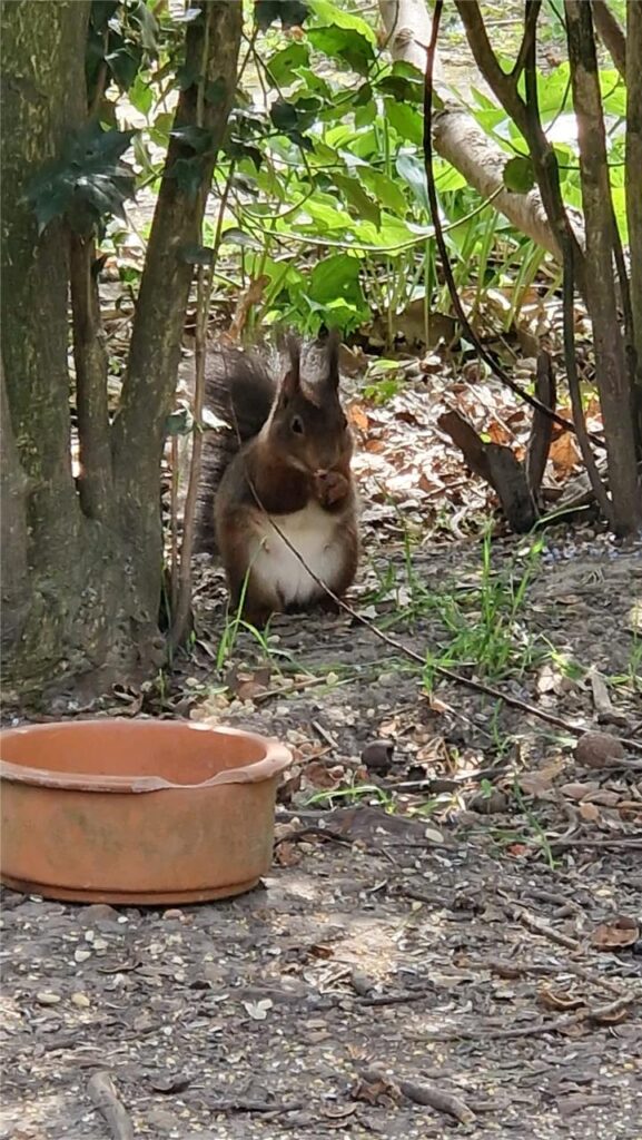 Einige süße Tiere und bunte Blüten hat Dennis im Rombergpark gesichtet.