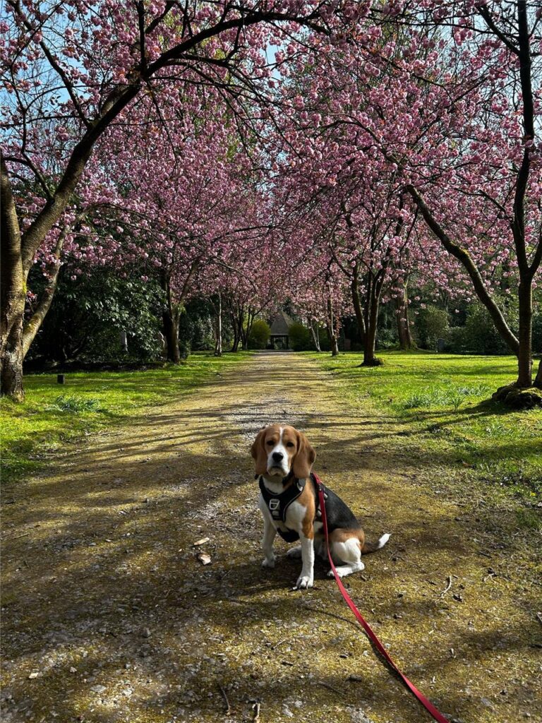 Vanessa und ihre Hündin Frieda waren auf dem Hauptfriedhof spazieren und haben uns diese schönen Fotos geschickt.