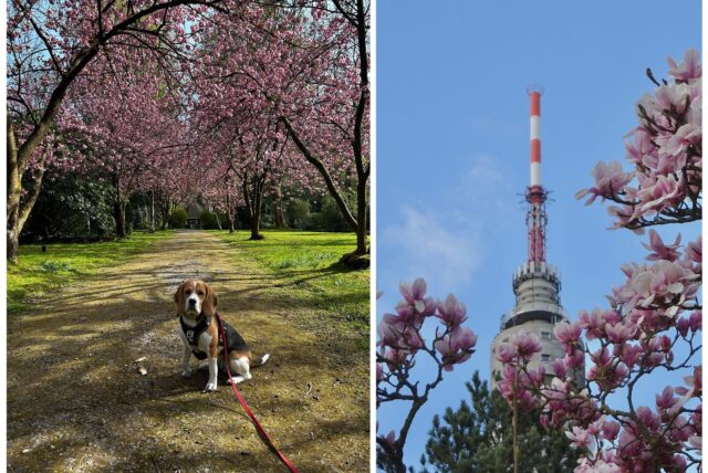 Vanessa und ihre Hündin Frieda waren auf dem Hauptfriedhof in Dortmund spazieren und haben uns diese schönen Fotos geschickt.