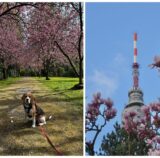 Vanessa und ihre Hündin Frieda waren auf dem Hauptfriedhof in Dortmund spazieren und haben uns diese schönen Fotos geschickt.