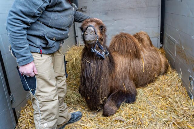 Eine Tierpflegerin streichelt ein Trampeltier-Fohlen