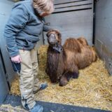 Eine Tierpflegerin streichelt ein Trampeltier-Fohlen
