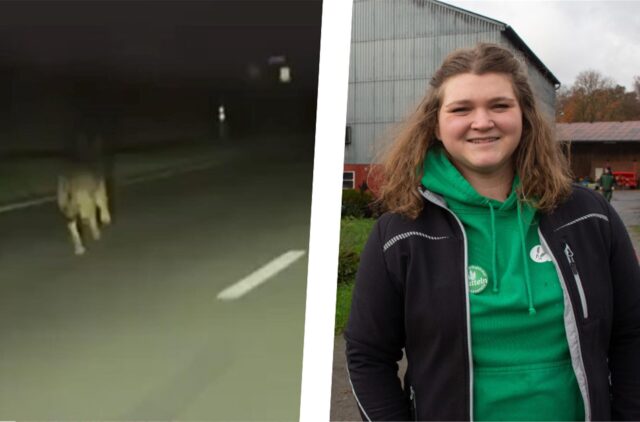 Bildmontage: Ein wolfsähnliches Tier ist bei Nacht auf einer Straße in Datteln unterwegs, recht daneben die Ortslandwirtin Christina Schulte-Hubbert.