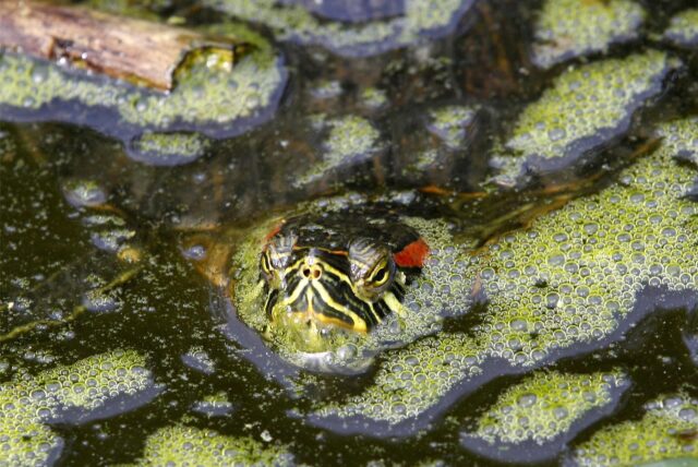 Symbolbild zeigt eine Rotwangen-Schmuckschildkröte, die in einem Teich schwimmt.