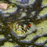 Symbolbild zeigt eine Rotwangen-Schmuckschildkröte, die in einem Teich schwimmt.