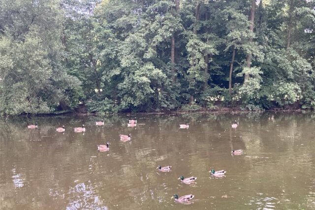 Archivbild zeigt Enten und Gänse, die auf dem Moselbachteich in Waltrop schwimmen.
