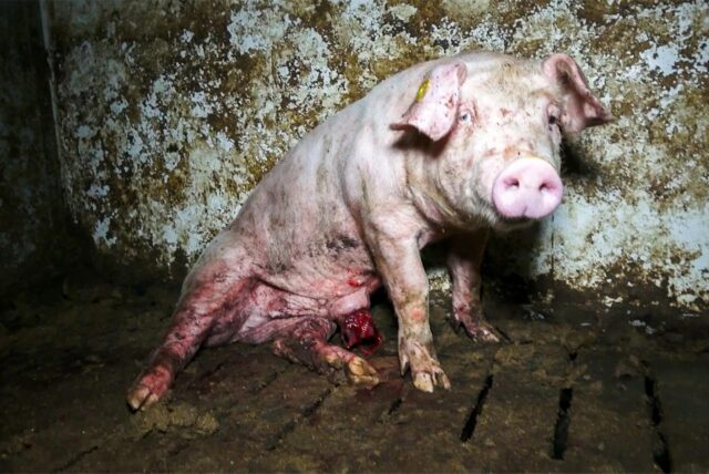Ein krankes Schwein liegt in einer schmutzigen Stallung.