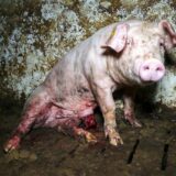 Ein krankes Schwein liegt in einer schmutzigen Stallung.