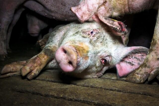 Bewegungsunfähiges Schwein am Boden