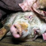 Bewegungsunfähiges Schwein am Boden