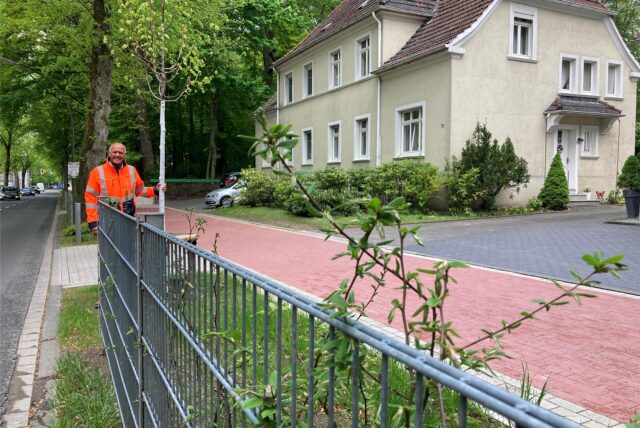 ZBH-Chef Michael Lauche zeigt einen frisch gepflanzten Alleebaum an der Hülsstraße. Im Vordergrund steht ein Zaungitter, das wildes Parken verhindern und ebenfalls frisch gepflanzte Buchenheckenpflanzen schützen soll.