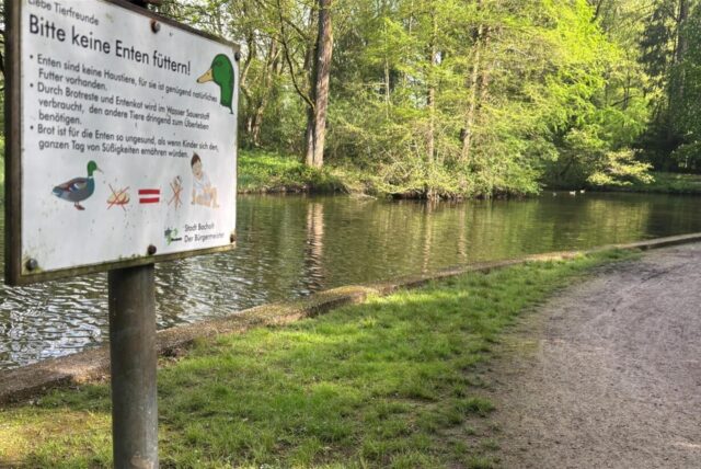 Am Wochenende war in diesem Teich im Bocholter Stadtwald ein Toter entdeckt worden.
