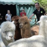 Auf dem Hof Vivamos in Castrop-Rauxel leben Alpakas, Schweine und weitere Tiere.