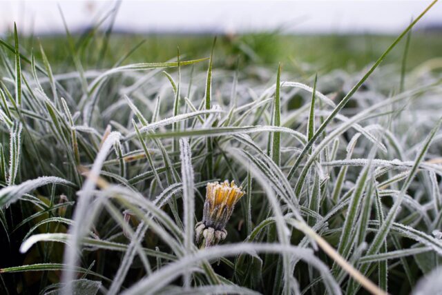Eiskristalle kleben an den Eisheiligen auf einem Löwenzahn und den Gräsern auf einer Weide.