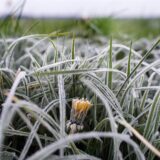 Eiskristalle kleben an den Eisheiligen auf einem Löwenzahn und den Gräsern auf einer Weide.