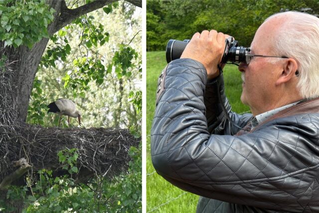 Werner Machatschke schaut sich in diesen Tagen häufiger das Treiben im Storchennester-Baum an.