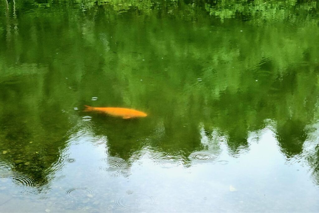 Ein Koi in einem See in Hörde. Ein Koi in einem See in Hörde.