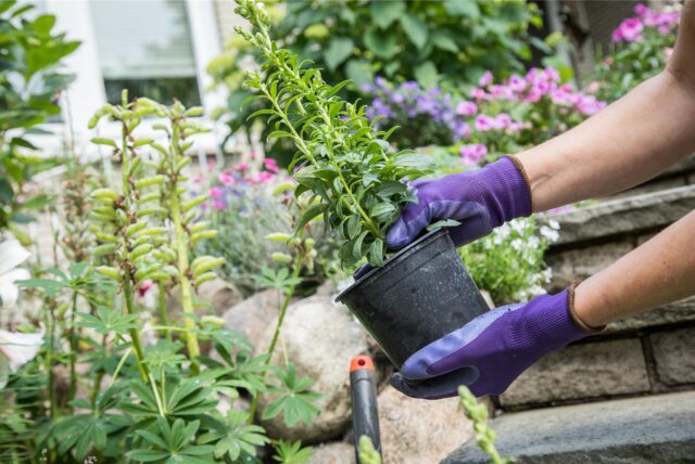 Pflanzen nach den Eisheiligen: Eine Person setzt im Frühling neue Pflanzen in ein Beet.