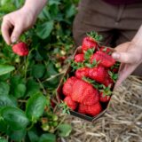 Ein Landwirt hält auf einem Feld eine Schale Erdbeeren in den Händen.