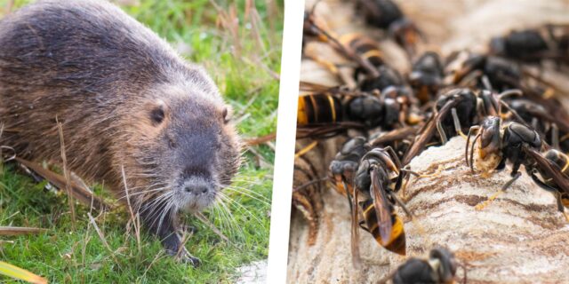 Montage von zwei Symbolbildern zeigt links eine Nutria und rechts einen Schwarm Asiatischer Hornissen.