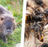 Montage von zwei Symbolbildern zeigt links eine Nutria und rechts einen Schwarm Asiatischer Hornissen.