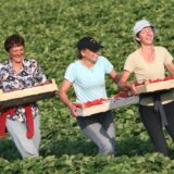 Drei Ernte-Helferinnen tragen Kisten mit Erdbeeren auf einem Erdbeerfeld