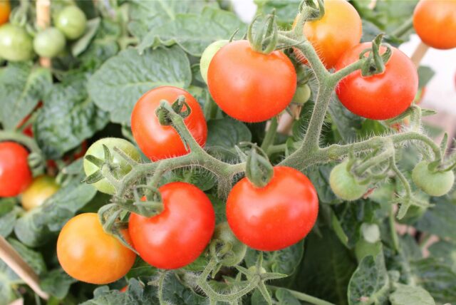 Eine selbst gesetzte Tomatenpflanze trägt schon einige Früchte.
