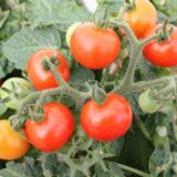 Eine selbst gesetzte Tomatenpflanze trägt schon einige Früchte.