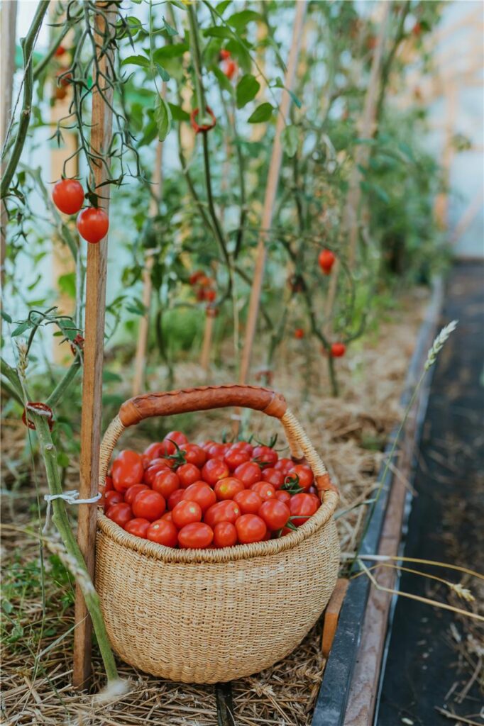 In einem Beet stehen Tomatenpflanzen mit Bambusstäben als Rankhilfen - daneben steht ein Korb voller reifer Tomaten. In einem Beet stehen Tomatenpflanzen mit Bambusstäben als Rankhilfen - daneben steht ein Korb voller reifer Tomaten.