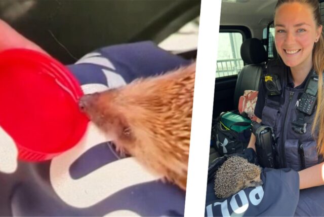 Links ein trinkender Igel, rechts eine Polizeibeamtin in Gladbeck mit einem Igel auf dem Schoß