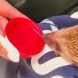 Links ein trinkender Igel, rechts eine Polizeibeamtin in Gladbeck mit einem Igel auf dem Schoß