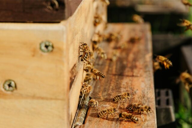 Bienen in einem Nistkasten