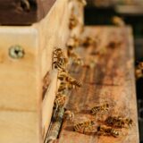 Bienen in einem Nistkasten