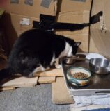 Das Bild zeigt eine Frau im Freien neben einem Foto einer Katze, die in einer behelfsmäßigen Unterkunft frisst, die aus Kartons und anderem Material besteht. Die Katze ist schwarz-weiß und es sind mehrere Schalen mit Futter und Wasser zu sehen.