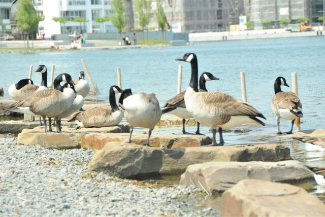 Mehrere Wildgänse stehen auf Steinen am Ufer des Dortmunder Phoenix-Sees.