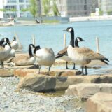 Mehrere Wildgänse stehen auf Steinen am Ufer des Dortmunder Phoenix-Sees.