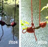 Im Bild sieht man die Fotos der Schaukel im Jahr 2024 (links) und 2025 (rechts).