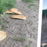 Weg geworfenes Fladenbrot liegt auf einem Weg in Oer-Erkenschwick herum.