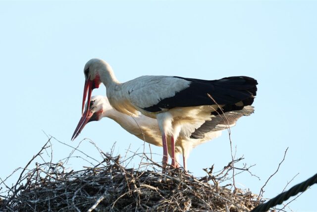Störche in ihrem Nest in Waltrop.