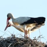 Störche in ihrem Nest in Waltrop.