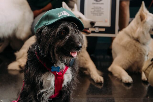 Ein Hund auf der Hundemesse Dogs & Fun in Dortmund trägt eine Kappe auf dem Kopf. Im Hintergrund ist die Urkunde über den neuen Weltrekord im „Sitz-Machen“ zu sehen.