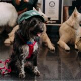Ein Hund auf der Hundemesse Dogs & Fun in Dortmund trägt eine Kappe auf dem Kopf. Im Hintergrund ist die Urkunde über den neuen Weltrekord im „Sitz-Machen“ zu sehen.