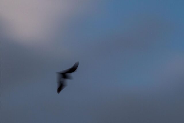 Eine Fledermaus fliegt durch die Dämmerung auf der Suche nach Insekten.