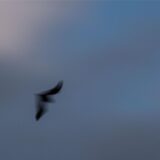Eine Fledermaus fliegt durch die Dämmerung auf der Suche nach Insekten.
