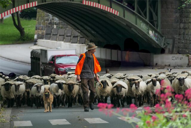 Schäfer Christof May führt mit seinem Schäferhund seine Schafherde an. Im Hintergrund ist eine Brückenunterführung zu sehen.