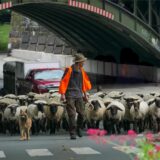 Schäfer Christof May führt mit seinem Schäferhund seine Schafherde an. Im Hintergrund ist eine Brückenunterführung zu sehen.