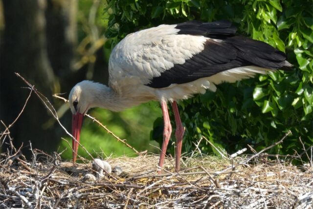 Ein Weißstorch steht in seinem Nest und blickt auf seine Jungen herab. Das Nest besteht aus Ästen und befindet sich vor einem Hintergrund aus grünem Laub.