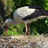 Ein Weißstorch steht in seinem Nest und blickt auf seine Jungen herab. Das Nest besteht aus Ästen und befindet sich vor einem Hintergrund aus grünem Laub.