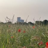 Das Kraftwerk Datteln, im Vordergrund ist eine Wiese mit roten Mohnblumen.