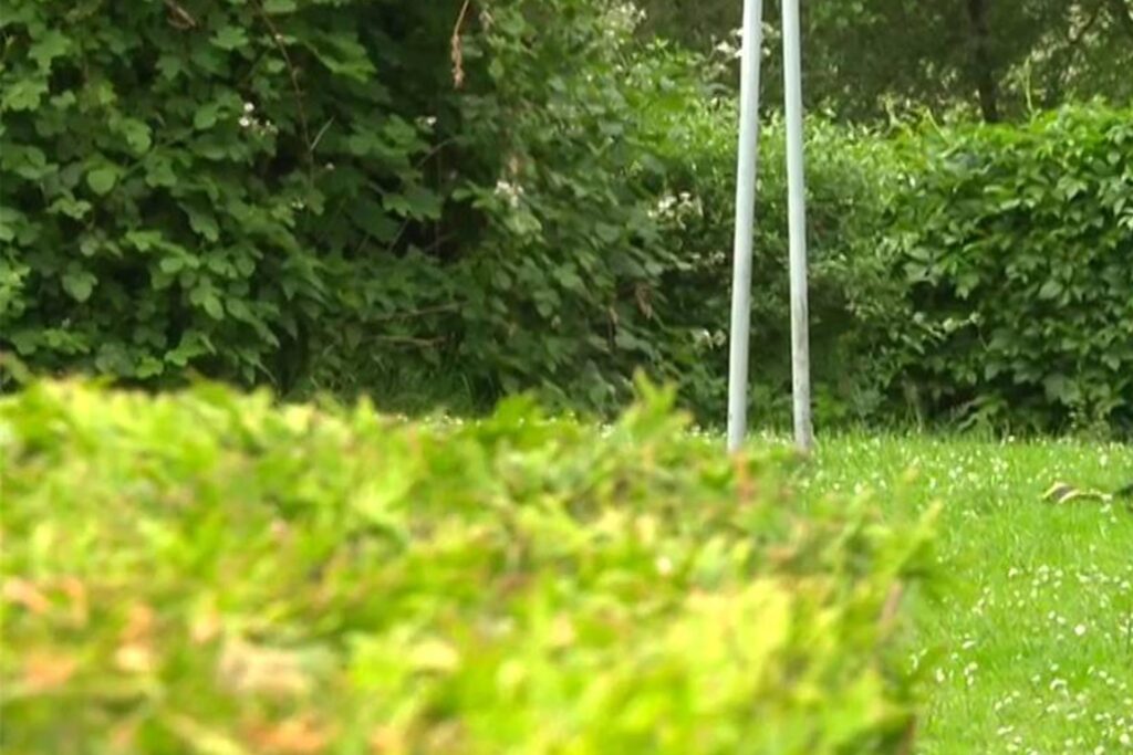 Die Hecke, wegen der sich die beiden Männer aus Lünen stritten. Die Hecke, wegen der sich die beiden Männer aus Lünen stritten.